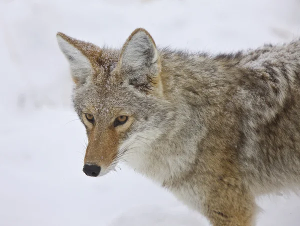 Yellowstone Park Wyoming Coyote de nieve de invierno —  Fotos de Stock