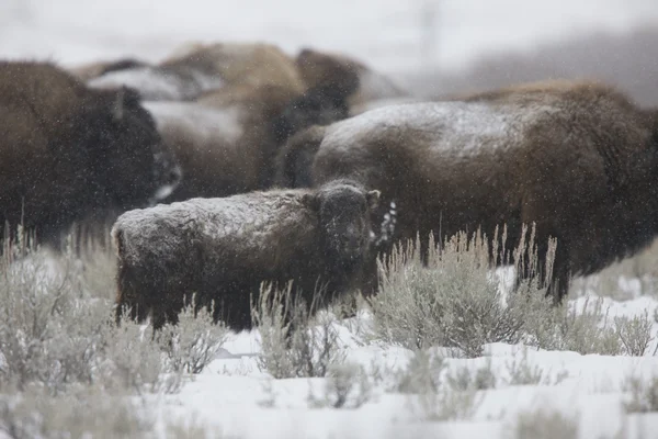 Bizon Bawół Wyoming Yellowstone — Zdjęcie stockowe
