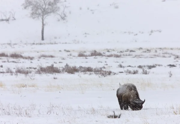 Bison, wyoming yellowstone bufalo — Stok fotoğraf