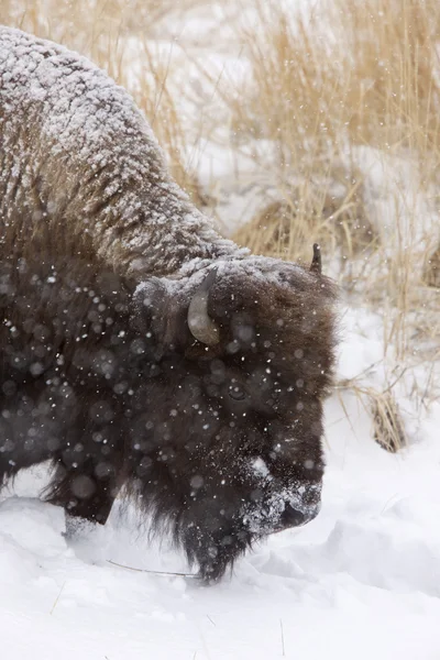 Yellowstone Park Wyoming Winter Snow — Stock Photo, Image