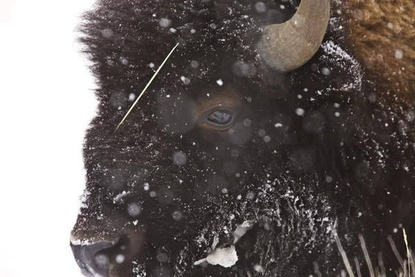 옐로스톤 공원 와이오밍 겨울 눈 — 스톡 사진