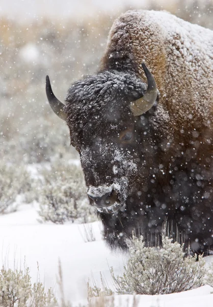 Yellowstone park wyoming télen hó — Stock Fotó