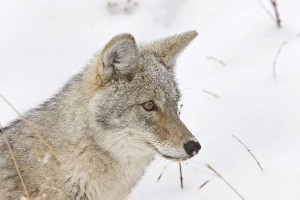 Yellowstone Park wühlt Winter Schnee Kojote — Stockfoto