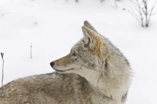 Йеллоустонский зимний снежный койот — стоковое фото