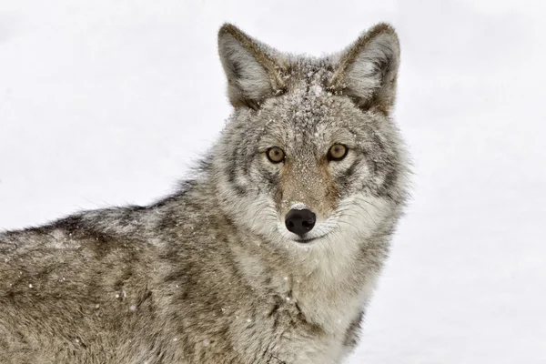 Yellowstonský Park Wyoming Zimní Sníh Coyote — Stock fotografie