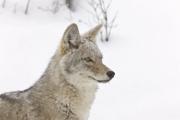 Yellowstone Park Wyoming Winter Sneeuw Coyote — Stockfoto