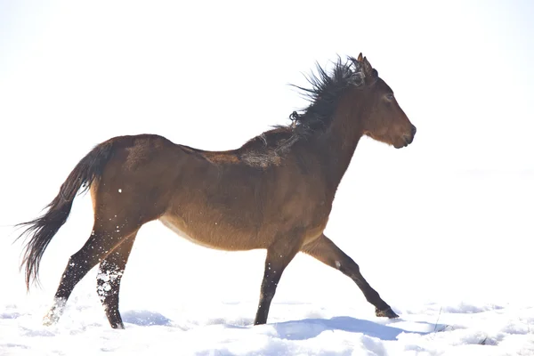 Koně v zimě Kanada — Stock fotografie