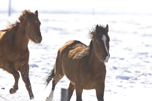 冬のカナダで実行している馬 — ストック写真