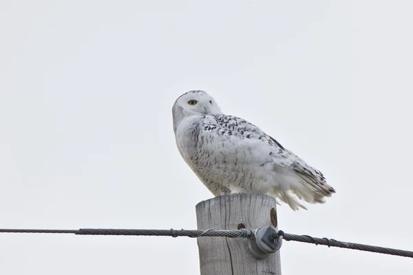 Snowy Owl Saskatchewan Canada — Stock Photo, Image