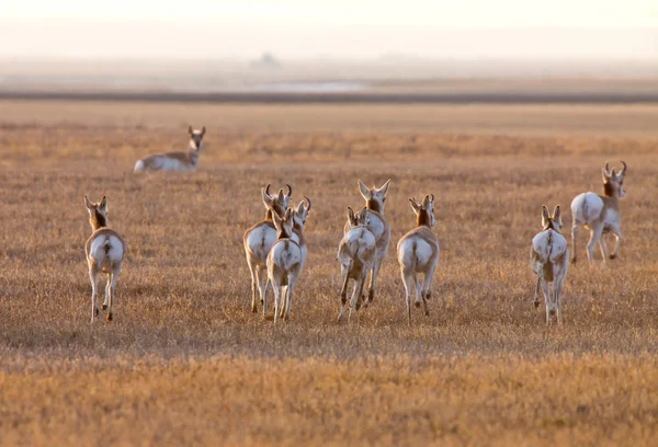 Pronghorn Antilope Saskatchewan Canada — Foto Stock