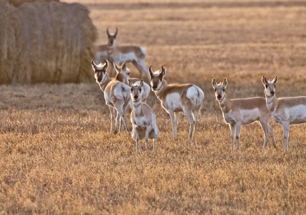 Pronghorn Antelope Saskatchewan Canadá —  Fotos de Stock