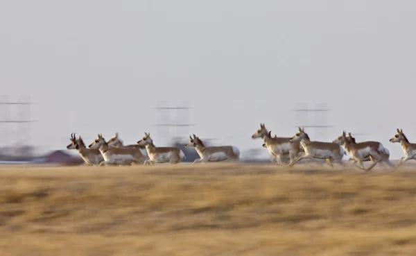 叉角羚加拿大萨斯喀彻温 — 图库照片