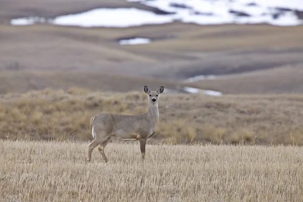 White Tail Deer Saskatchewan Canadá — Fotografia de Stock