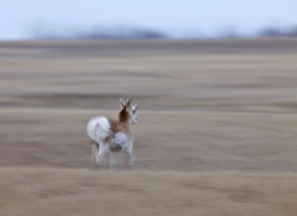 Antilope Pronghorn Saskatchewan Canada — Photo
