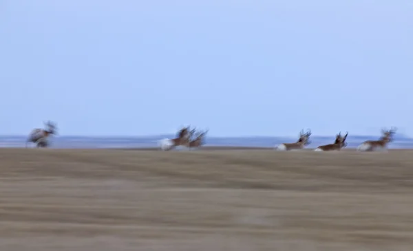Gaffelbok Antelope Saskatchewan Canada — Stockfoto
