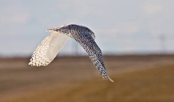 Snowy Owl Saskatchewan Canada Flight — Stock Photo, Image