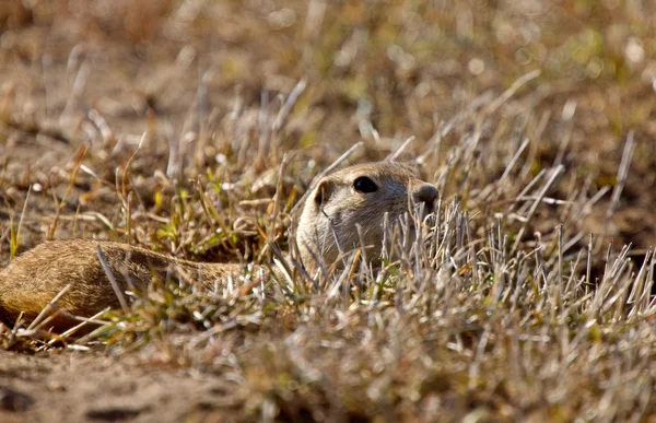 Prairie Dog Gopher Saskatchewan Canadá — Fotografia de Stock