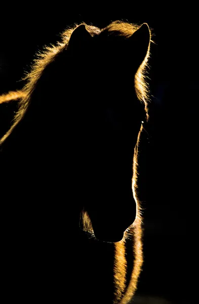 Tramonto Cavallo Silhouette Canada — Foto Stock