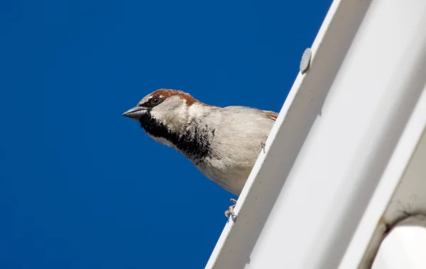 House Sparrow on Roof Canada — Stock Photo, Image