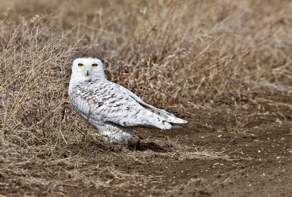 Snowy Owl Saskatchewan Canada — Stock Photo, Image