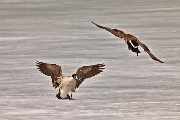 Canada Oche che combattono sul ghiaccio — Foto Stock