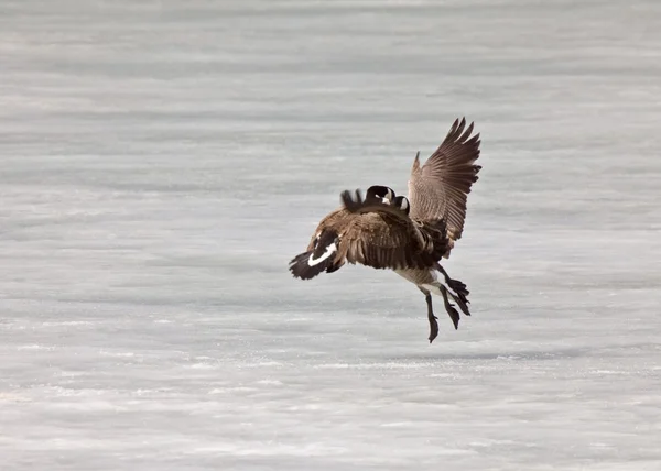 Canada Geese fighting playing on Ice — Stock Photo, Image