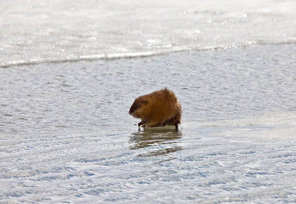 Muskrat em Ice Canada Inverno — Fotografia de Stock