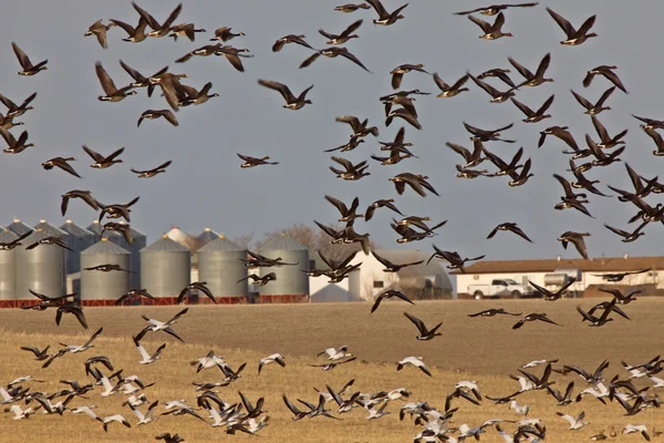 Sneeuw ganzen en whie fronted ganzen canada tijdens de vlucht — Stockfoto