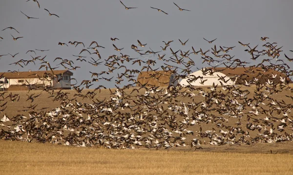 Sneeuw ganzen en whie fronted ganzen canada tijdens de vlucht — Stockfoto