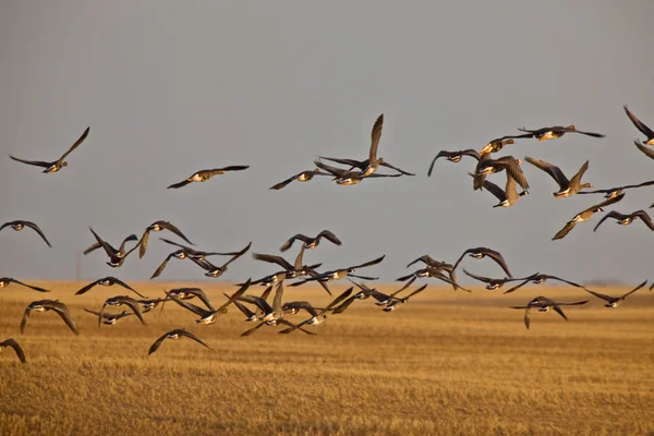 Snow Geese Whie Fronted Geese Canada Flight — Stock Photo, Image