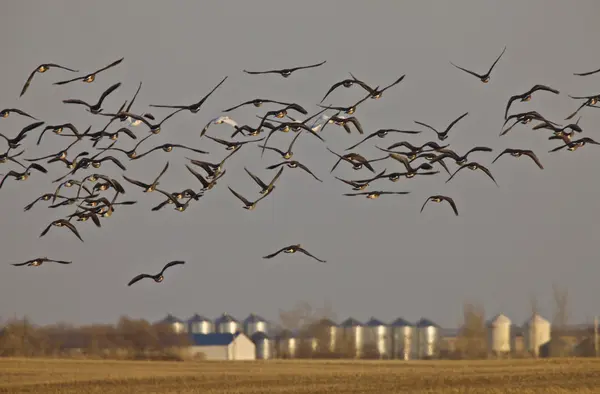 Snow Geese Whie Fronted Geese Canada Flight — Stock Photo, Image