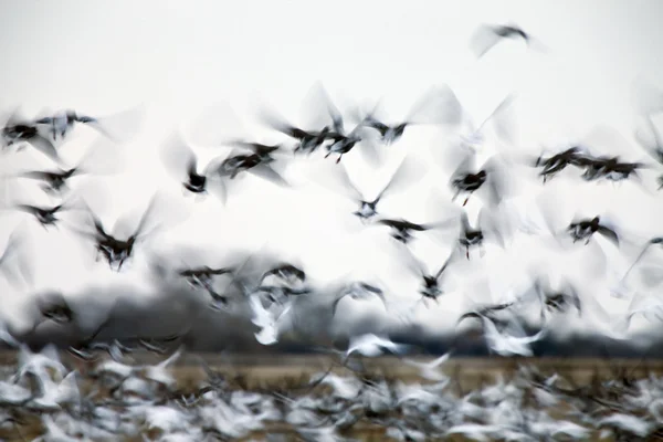 Motion Bluurred Panned Snow Geese — Stock Photo, Image