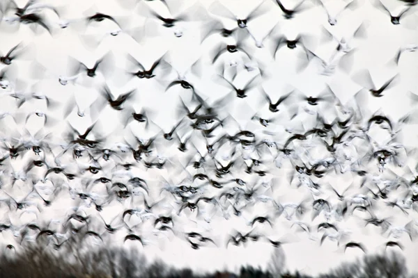 Oies des neiges panachées floues — Photo