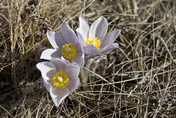 Bahar zamanı Çiğdem çiçek — Stok fotoğraf