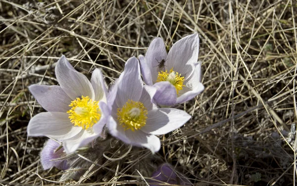 Bahar Zamanı Çiğdem Çiçek — Stok fotoğraf