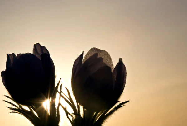 Tavaszi idő crocus virág — Stock Fotó
