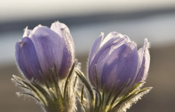 Jarní Čas Crocus Květ — Stock fotografie