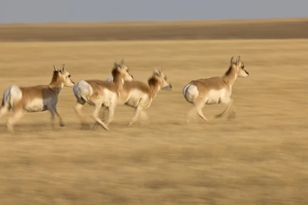 Pronghorn Antelope Prairie Saskatchewan Канада Работает Размытые Panned — стоковое фото