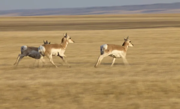 Pronghorn Antelope Prairie Saskatchewan Canadá Corriendo Borrosa Panned — Foto de Stock