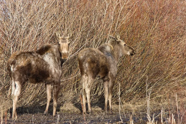 Moose Cow Vitello Saskatchewan Canada — Foto Stock