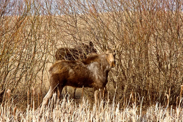 Moose koe en kalf saskatchewan canada — Stockfoto