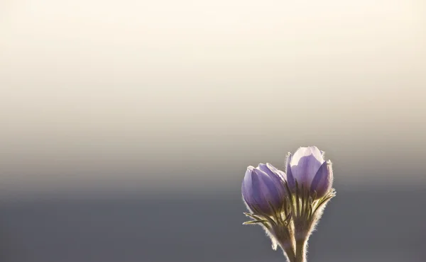Primavera tempo Crocus Flower — Fotografia de Stock