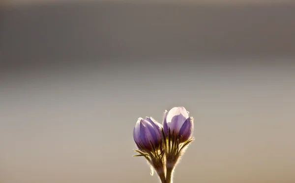 Spring Time Crocus Flower — Stock Photo, Image