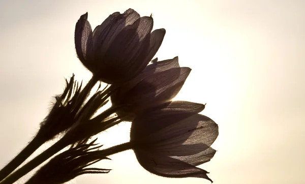Весенний Цветок Крокусов — стоковое фото