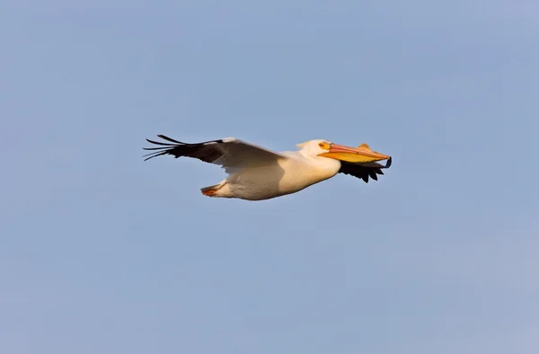 stock image White American Pelican in Flight