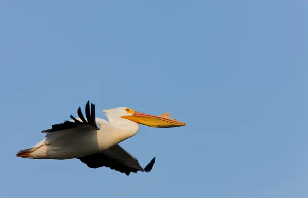 stock image White American Pelican in Flight