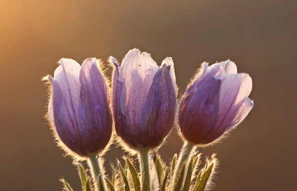 春の時間のクロッカスの花 — ストック写真