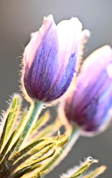 Bahar zamanı Çiğdem çiçek — Stok fotoğraf