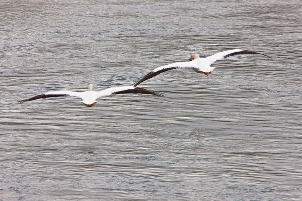 Amerikaanse pelikanen ik n vlucht — Stockfoto