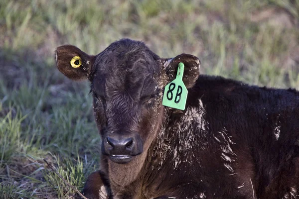 Cow Calf Newborn Dark Canada Saskatchewan — Stock Photo, Image